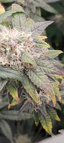 IMG_20250307_075420830