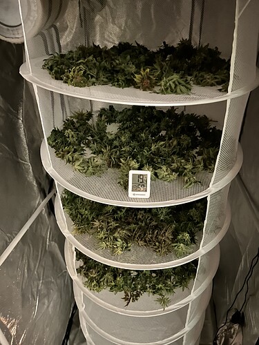 Ein Trocknungsnetz mit vier Ebenen, gefüllt mit geernteten Cannabis-Buds. Auf der obersten Ebene ist ein kleines digitales Thermometer/Hygrometer zu sehen, das 19.9 Grad Celsius und 59% Luftfeuchtigkeit anzeigt.