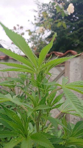 DD524.08.