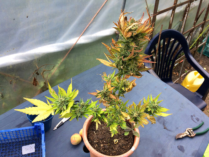 Grow26_0829_02