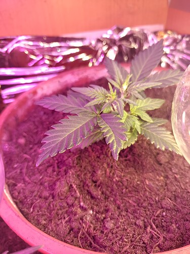 IMG_20240409_195215023