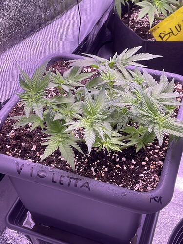 Growreport Bild 6