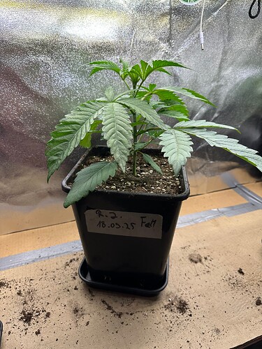 Growreport Bild 78