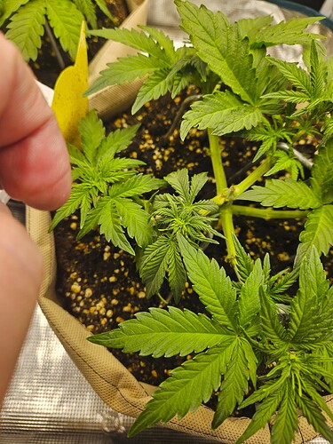 Growreport Bild 38