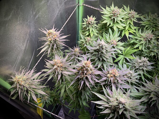 Growreport Bild 8