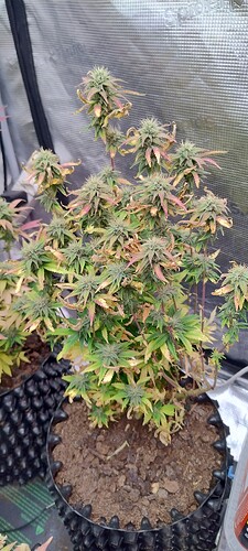 IMG_20251217_202831525_HDR
