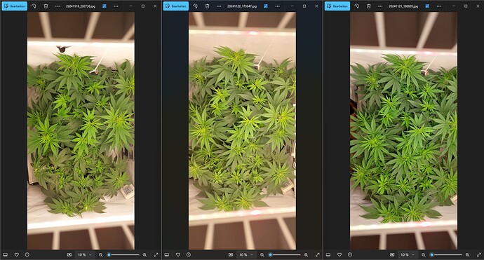 Growreport Bild 2