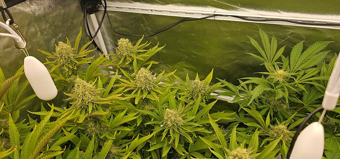 Growreport Bild 31