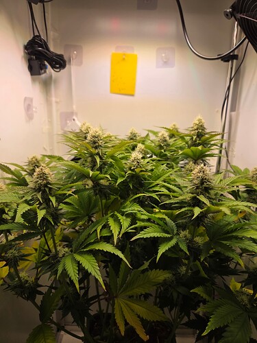 Growreport Bild 4