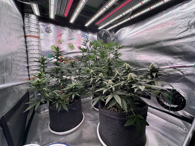 Growreport Bild 27