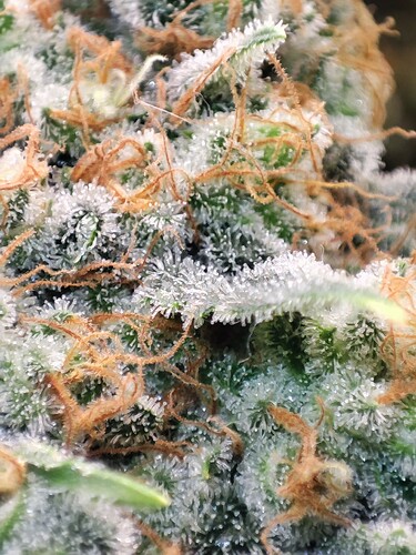 Growreport Bild 29