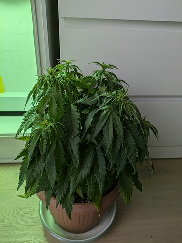 Growreport Bild 1