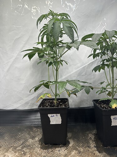 Growreport Bild 5