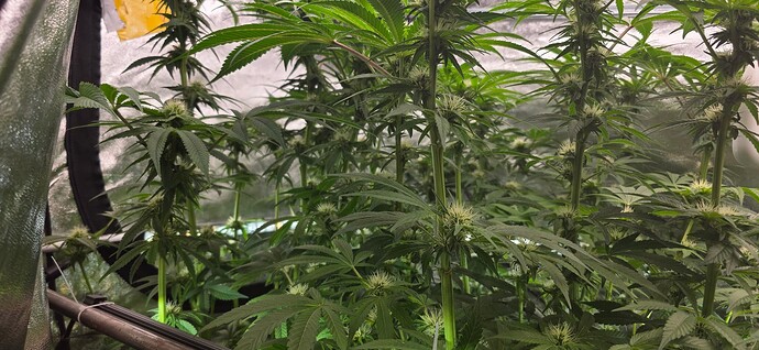 Growreport Bild 27