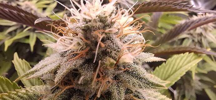 Growreport Bild 3