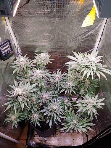 Growreport Bild 2