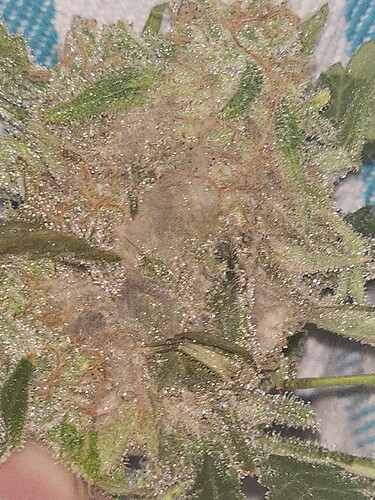 Growreport Bild 3