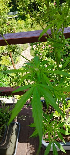 Growreport Bild 1