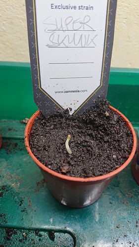 Growreport Bild 5