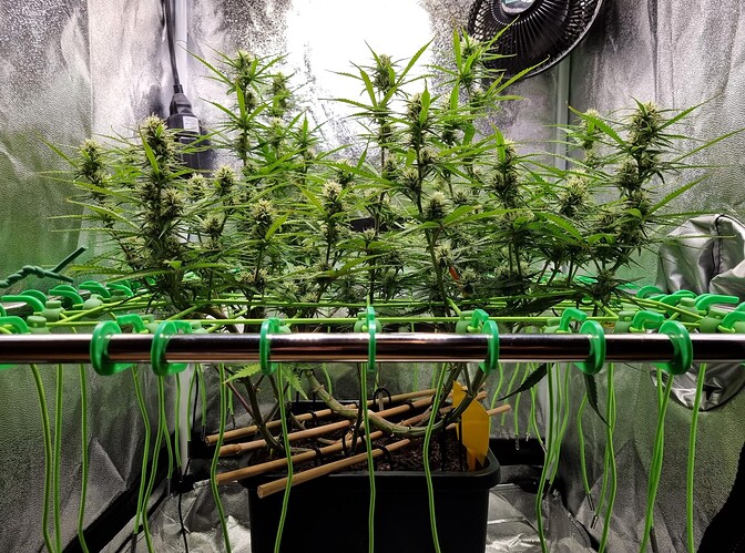 Growreport Bild 36