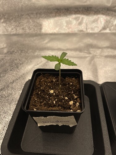 Growreport Bild 10
