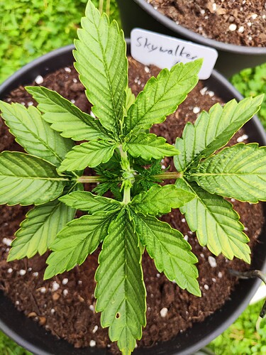Growreport Bild 11