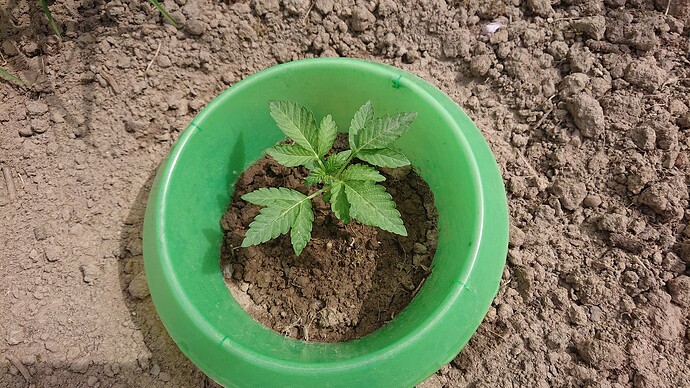 Growreport Bild 29