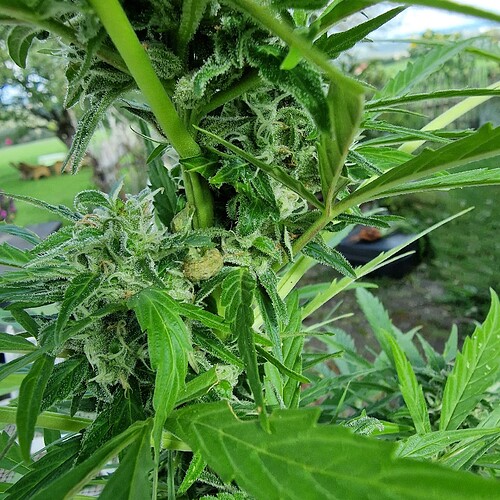 Growreport Bild 1
