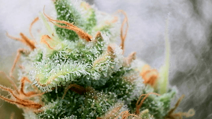 Growreport Bild 7