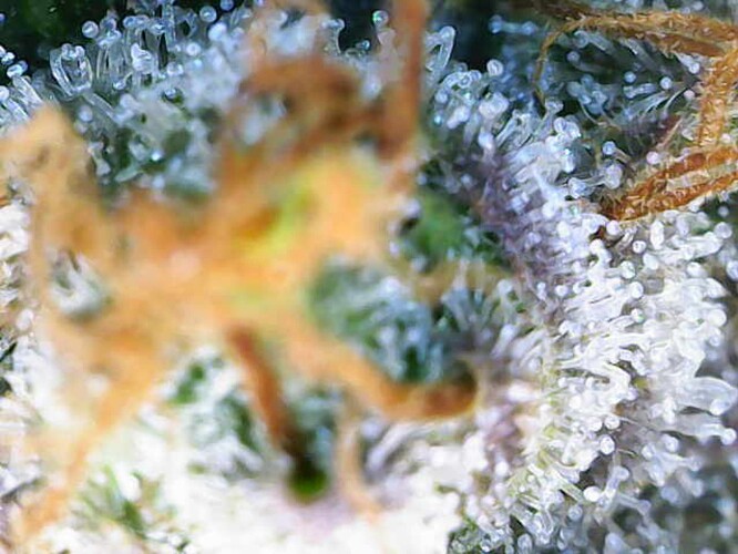 Growreport Bild 1