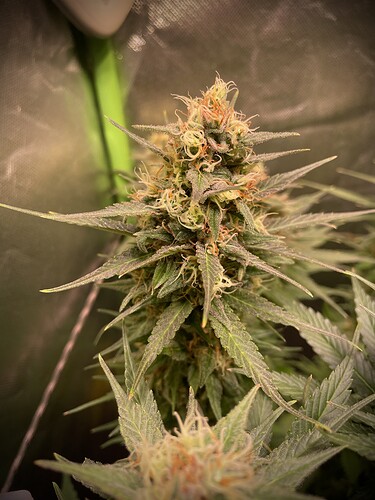 Growreport Bild 13