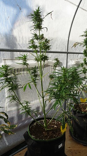 Growreport Bild 4