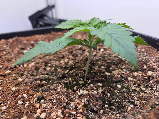 Growreport Bild 5