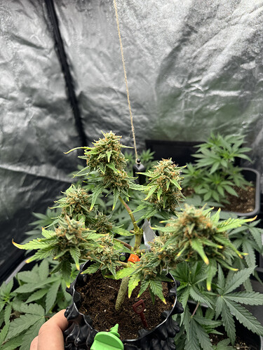 Growreport Bild 4