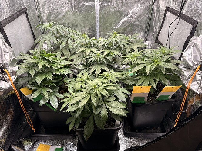 Growreport Bild 1