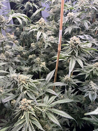Growreport Bild 12