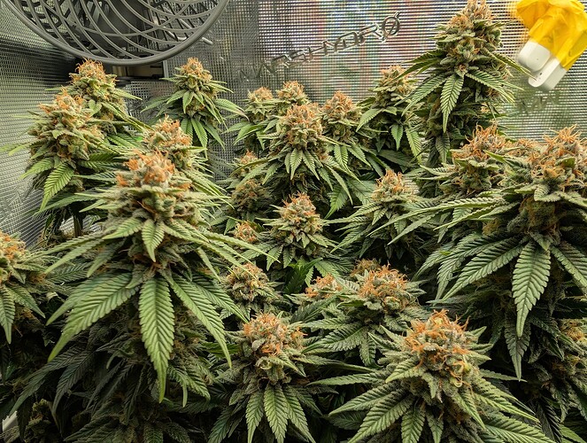 Growreport Bild 10