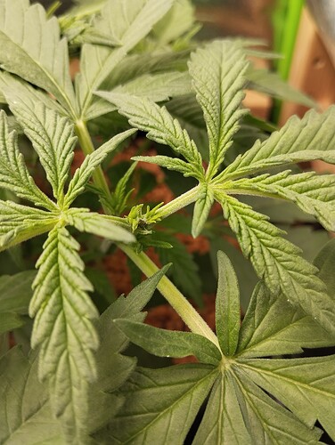 Growreport Bild 5