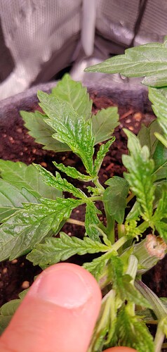 Growreport Bild 4