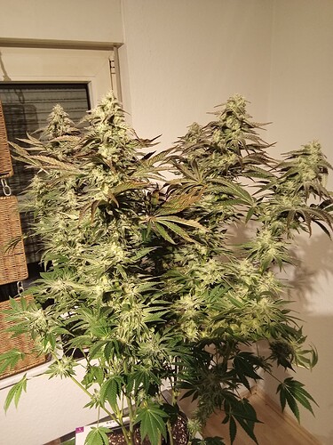 Growreport Bild 12