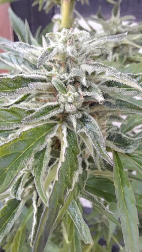 Growreport Bild 3