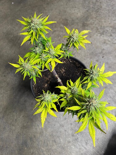 Growreport Bild 5
