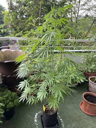 Growreport Bild 9