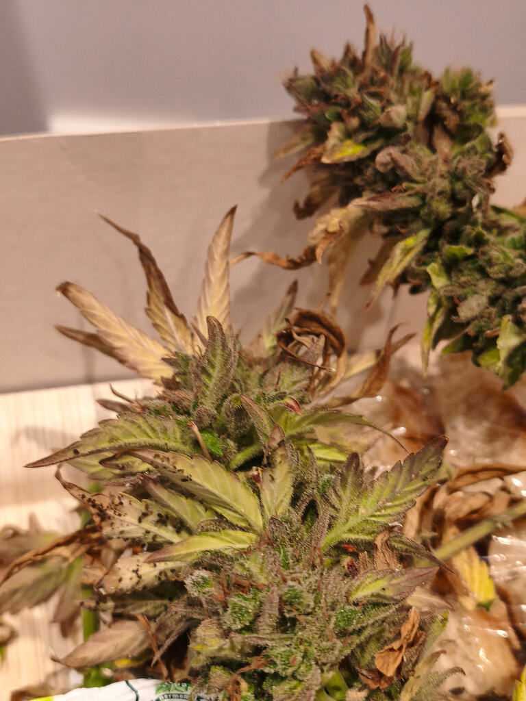 Zwillinge (be)kommen, nu wird es besser. Hoffe ich.;) 2x Purple Kush