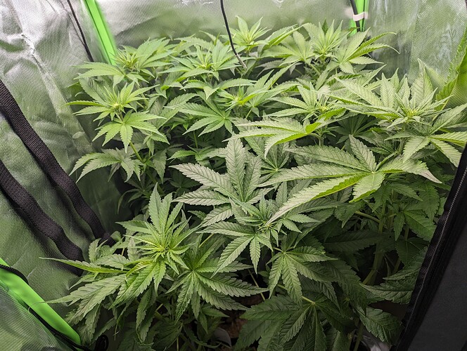 PXL_20240408_181632625_Original