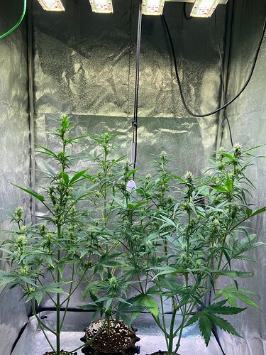 Growreport Bild 1