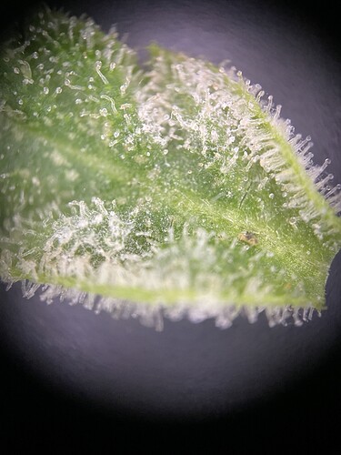 Growreport Bild 35