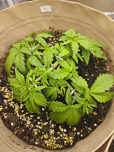 Growreport Bild 34