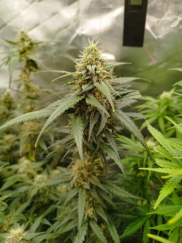 Eine blühende Cannabispflanze mit dichten, harzigen Blütenständen und langen, spitzen Blättern. Im Hintergrund sind weitere Pflanzen und die reflektierende Wand eines Growzeltes zu sehen.