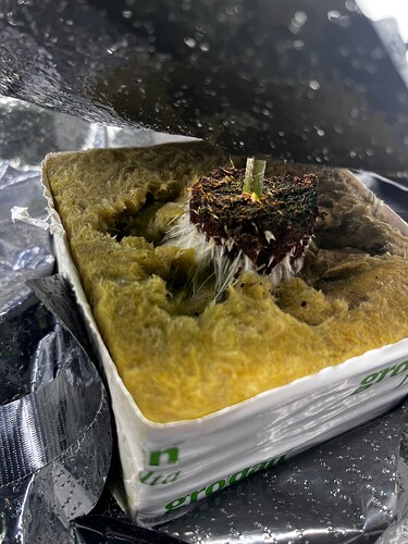 Growreport Bild 27